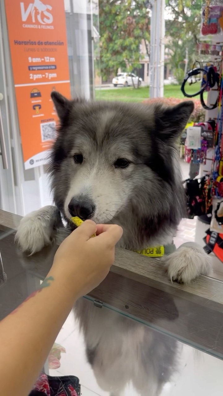 Peluditos consentidos N&S